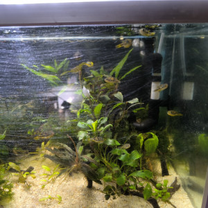 Publication de Mojogi