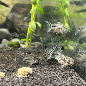 Corydoras-léopard