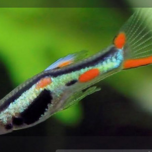 Endlers poecelia picassos a echanger