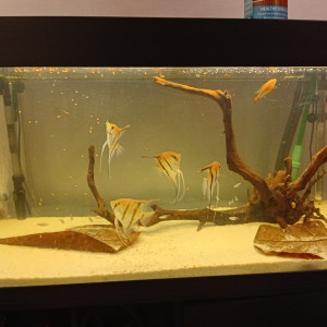 Publication de vv091v