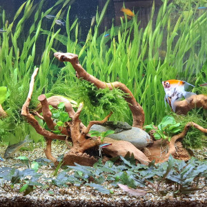 Publication de Gujuwel