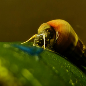 Escargot tylomelania yellow spotted