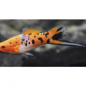 Xiphophorus Hellerii (porte-épée) Mâles