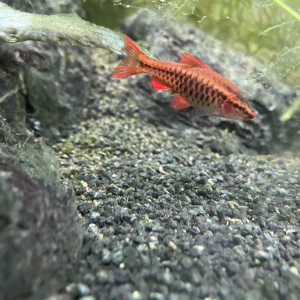 Publication de Emma1234