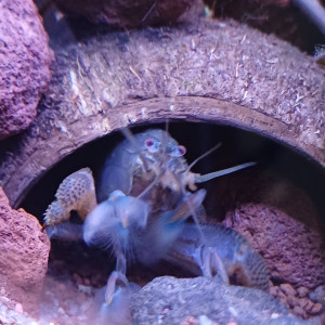 Publication de Crabe38