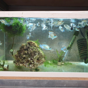 Jeune acara bleu électrique