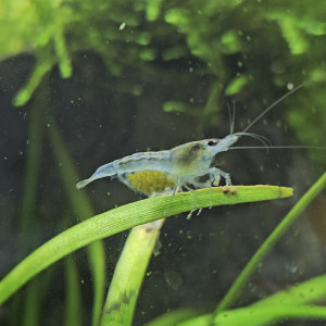 Crevette Neocaridina davidii "Blue jelly"