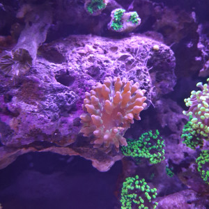 Anémone  quatricolor sunburt