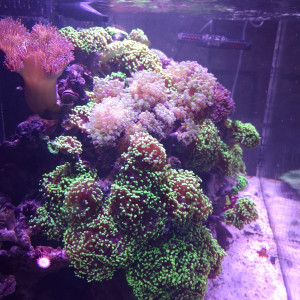 Euphyllia  à pointe verte