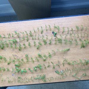 Ceratophylum submersum