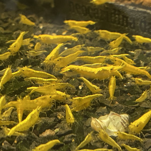 Neocaridina yellow neon