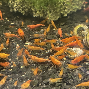 Neocaridina orange