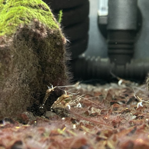 Caridina dennerli var. Ivory