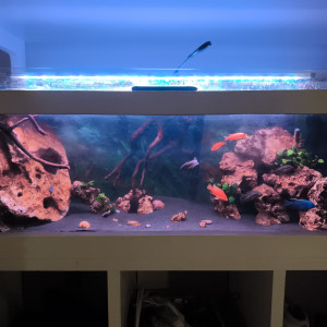 aquarium 240l
