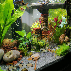 Publication de Magloren