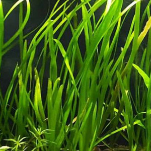 Vallisneria Spiralis - Plante d'Aquarium