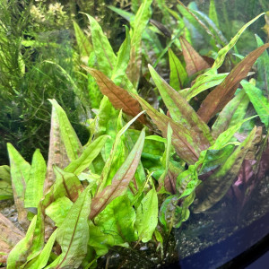 Cryptocoryne Wendtii - Plante d'Aquarium
