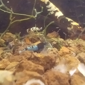 Publication de Olivier1977