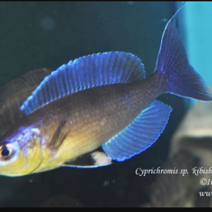 Cyprichomis kibishi milima