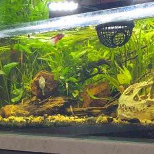Tank AQUAEL 60 Nuggets betta plakat koi cellophane