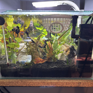 Publication de MamZ-L94