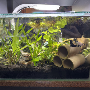 Publication de MamZ-L94