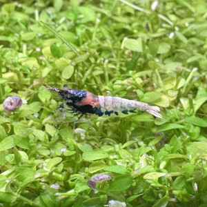 Publication de Olivoliv