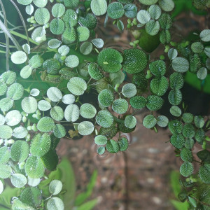 Plantes aquatique Salvinia natans