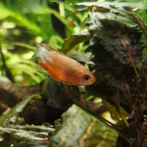 Publication de Catalpa