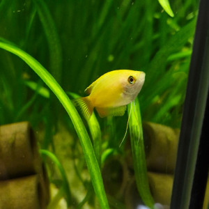 Publication de Catalpa