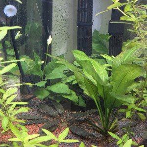 Publication de AlexandreV