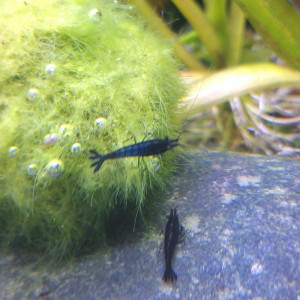 Crevettes blue velvet