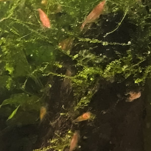 Red cherry déclassé