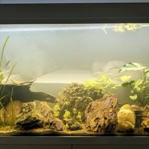 300L cichlidés zébré