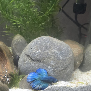 Publication de Rayban98