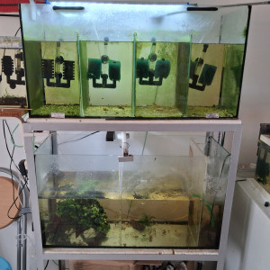 Publication de PORTELLI