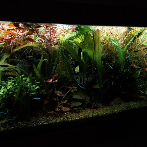 Publication de STK54