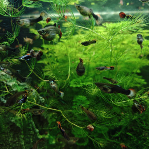 Don de guppys