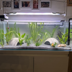 Cherche axolotl mâle mélanique