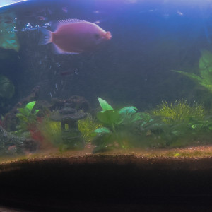 Publication de Plongeur18