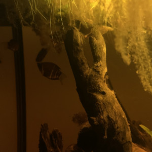 Publication de luciol3