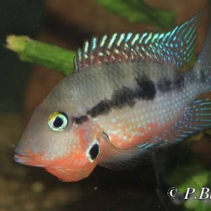 Meeki gorge de feu cichlidé