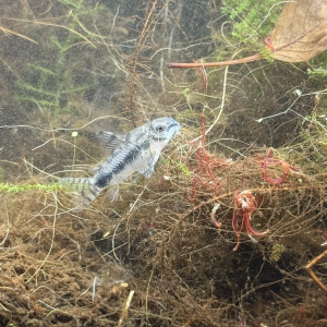 Publication de symboule