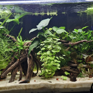 Publication de Catalpa