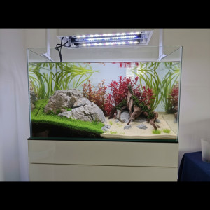 Aquascaping