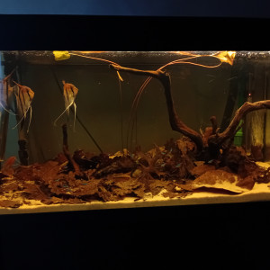 Publication de vv091v