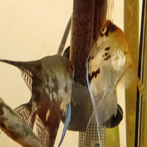 Publication de vv091v