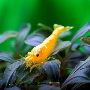 Crevettes Yellow Néon