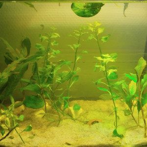 Publication de Sombre_aquatique