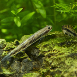 Publication de Droesbeke